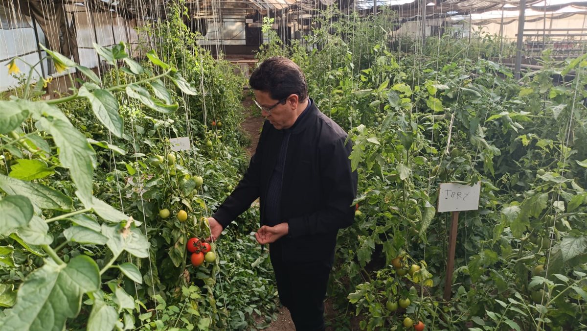 تفقد محصول الطماطم