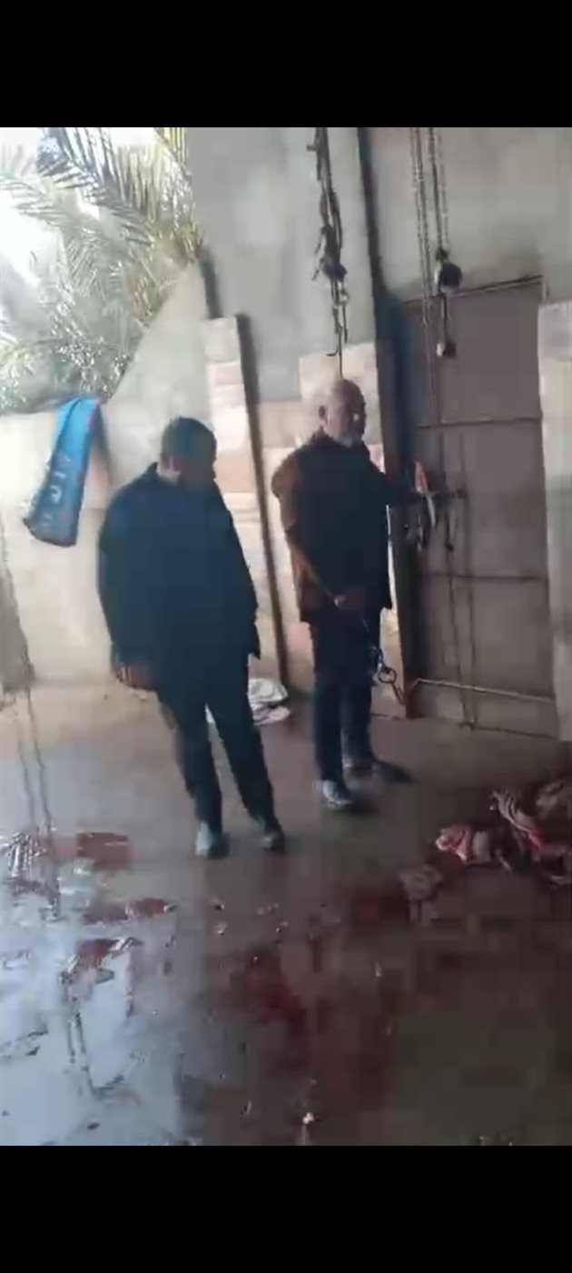 ذبح مواشى مريضة فى مزرعة مهجورة