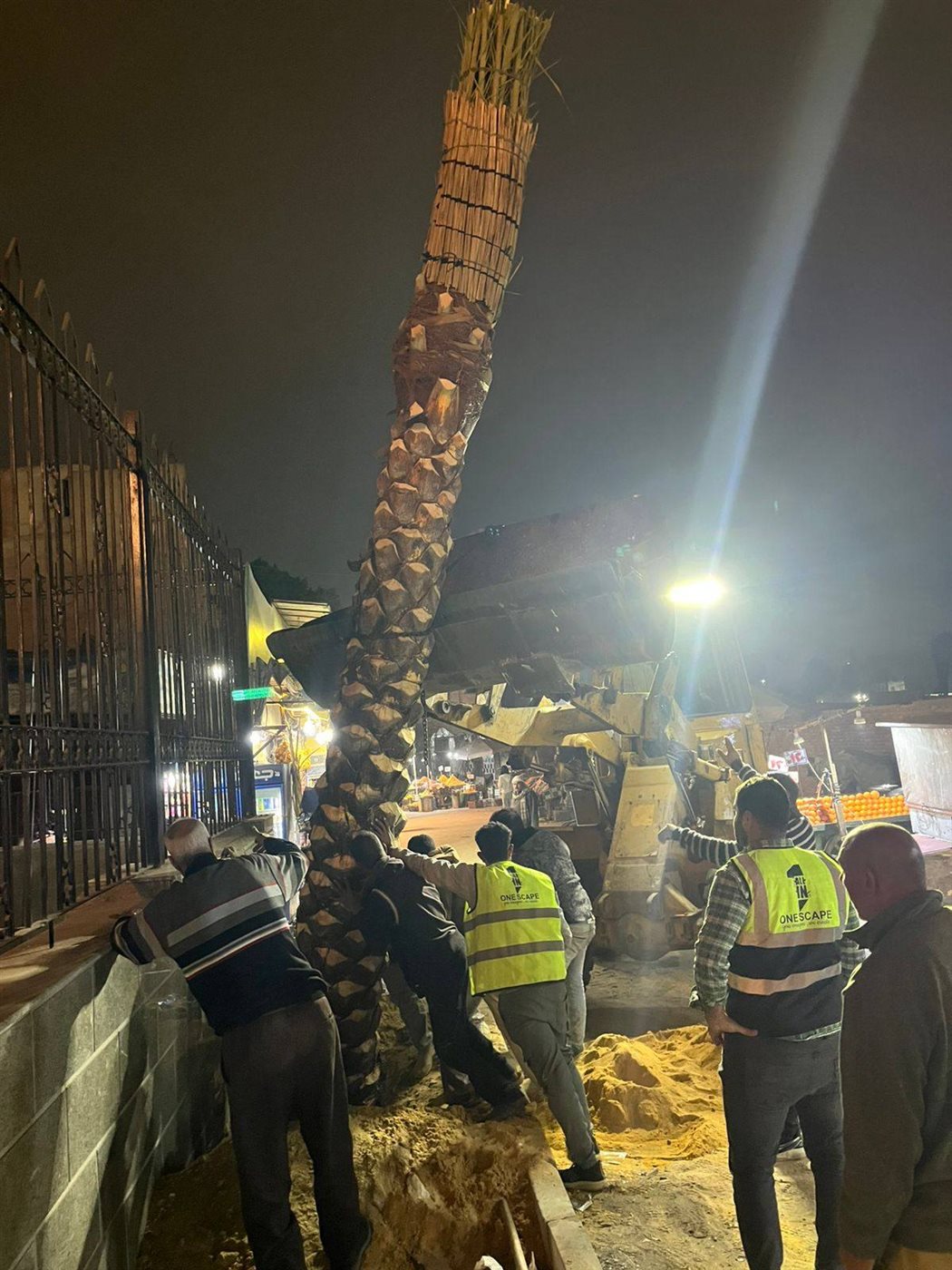 أعمال تركيب النخيل&nbsp;