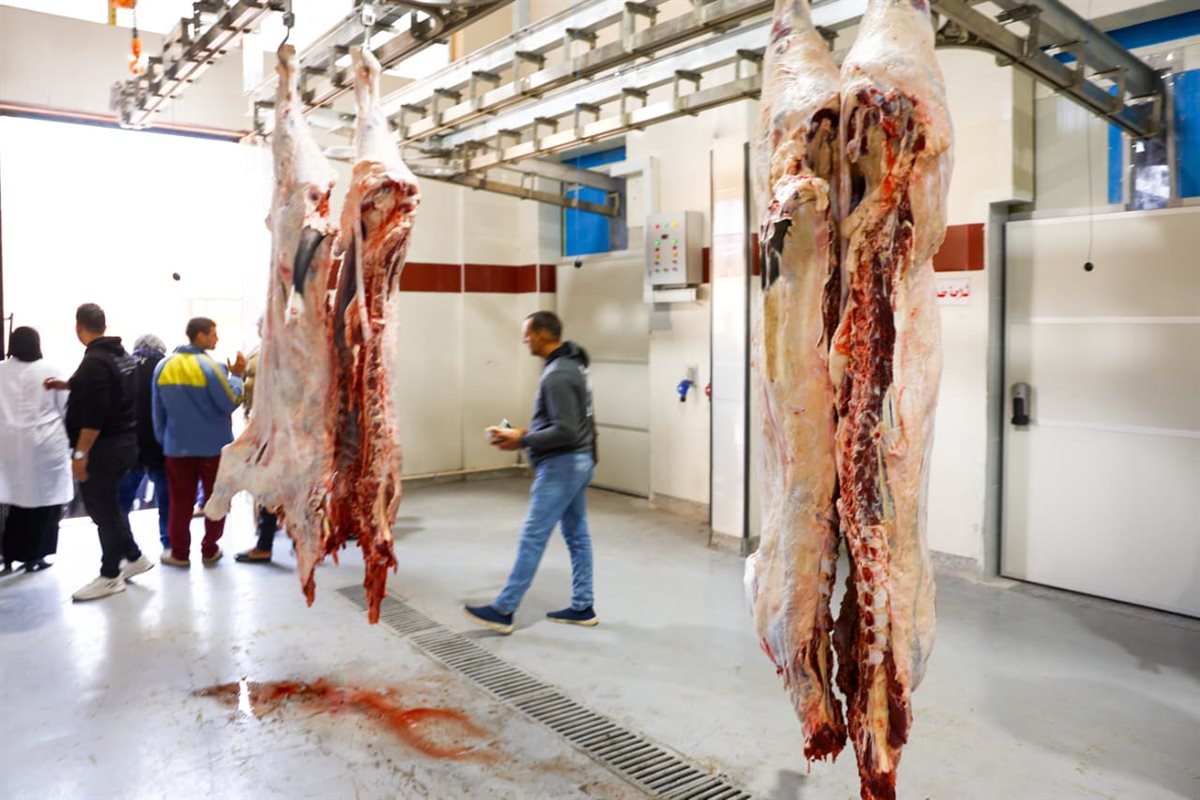 مجرز كفر شكر