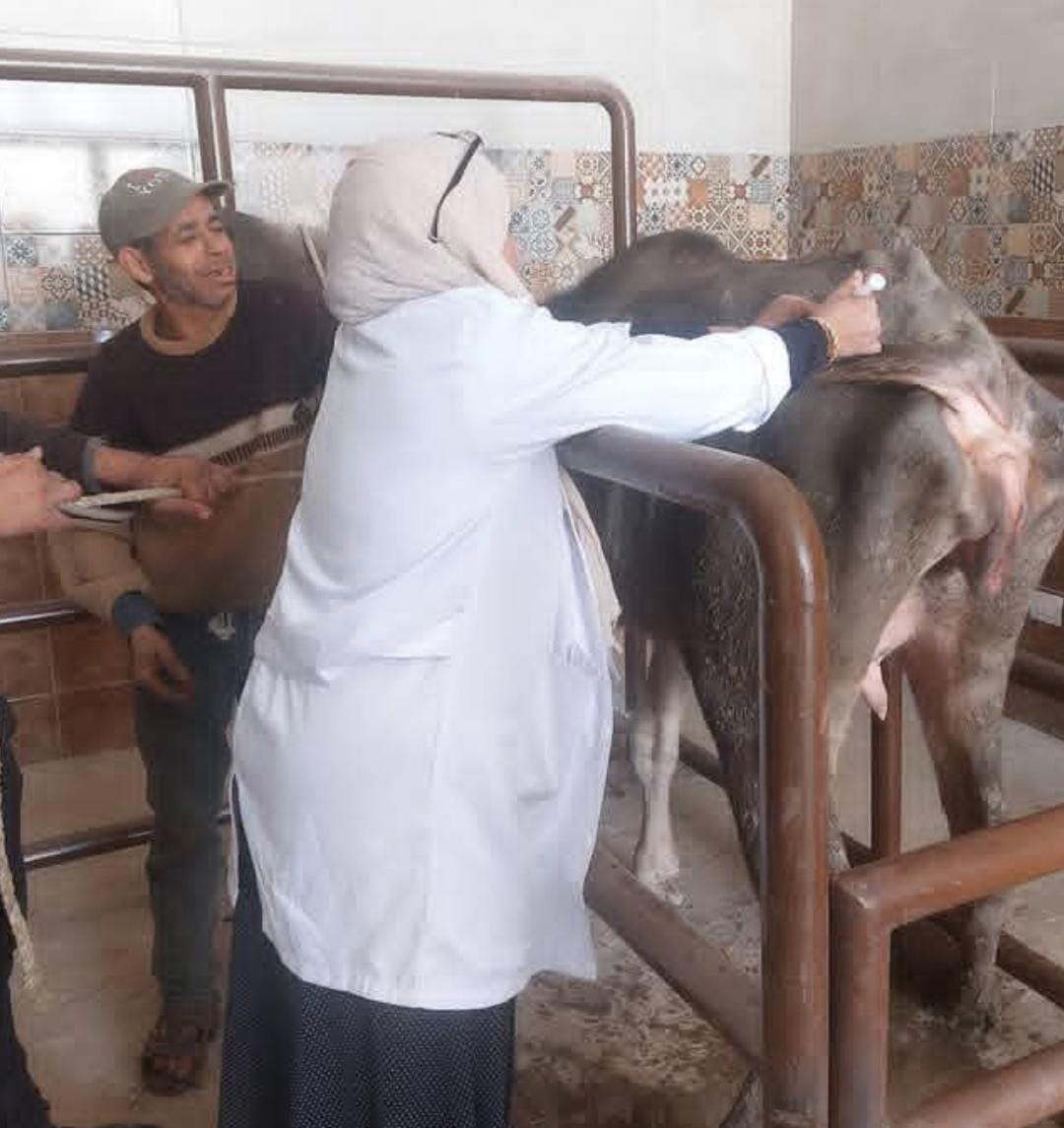 الكشف على الماشية