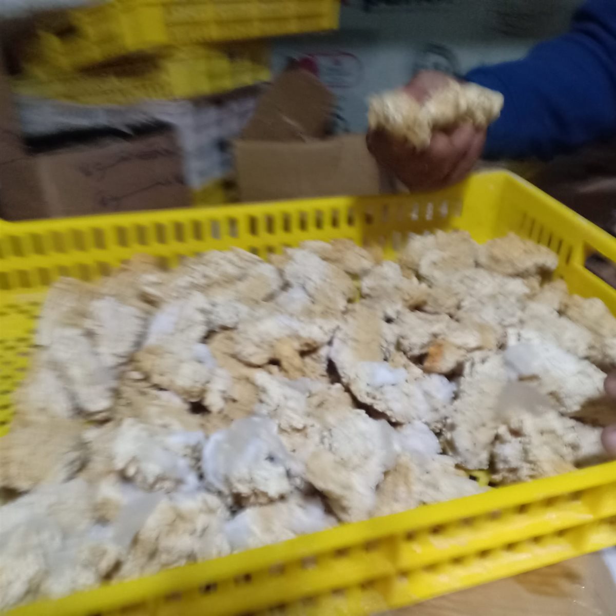 المضبوطات