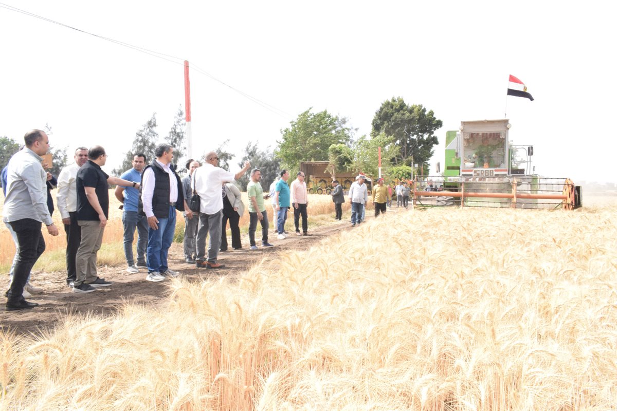 القمح بكلية الزراعة بمشتهر