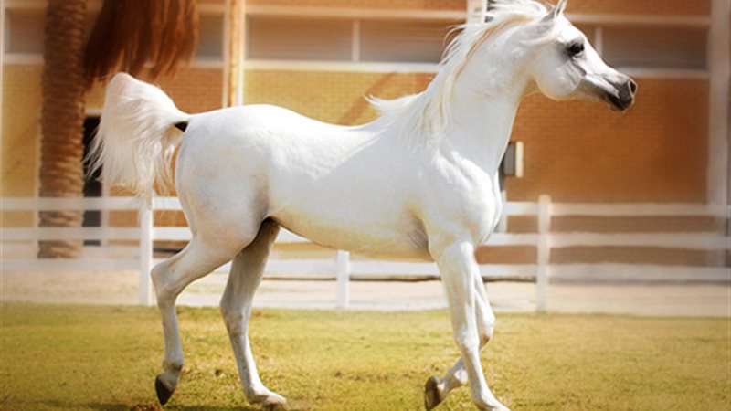 أجمل الخيول العربية