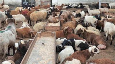 التموين: طرح الخراف البلدية الحية بسعر 38 جنيه للكيلو القائم نقدا وبالتقسيط على 6 أشهر