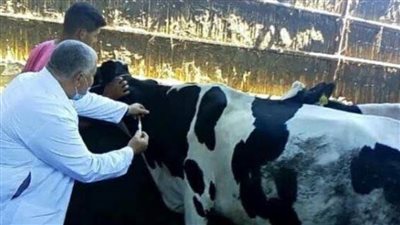 تحصين أكثر من 317 ألف رأس ماشية ضد الأمراض الوبائية في المنوفية
