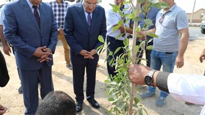 محافظ المنيا توزيع 10 آلاف شجرة على القرى والأحياء لتشجير الطرق الرئيسية والفرعية والصحراوية