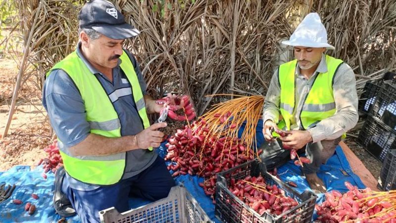 البحيرة تحتل المرتبة