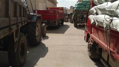 انتظام أعمال توريد محصول الأرز بمحافظة البحيرة