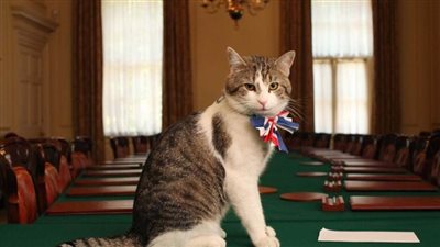 القط لاري: ليز تراس رئيسة وزراء سابقة.. لكنها لا تعلم بعد!