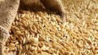 توريد 12 ألف طن أرز شعير لمواقع التجميع بالشرقية 