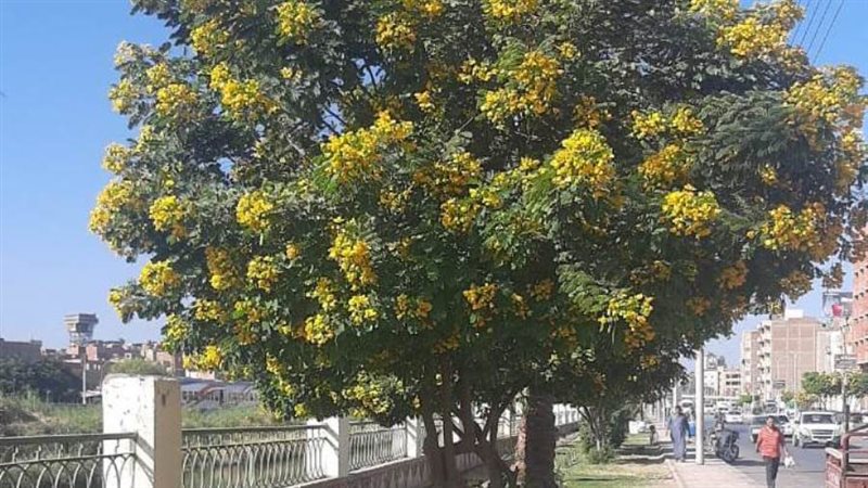 تشجير شوارع بنى سويف