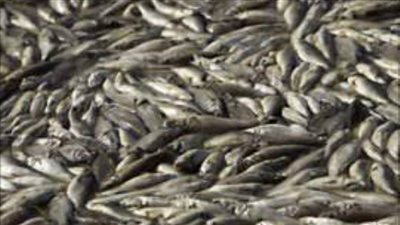 بسبب التغيرات المناخية.. الأسماك تصبح أكثر ميلا للانتحار