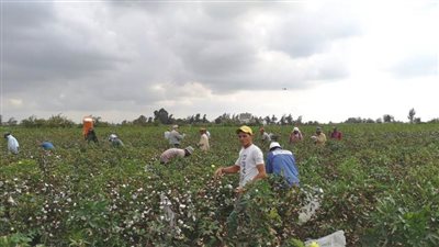إرشاد البحيرة ينظم يوم جني موسع لمحصول القطن جيزة 97