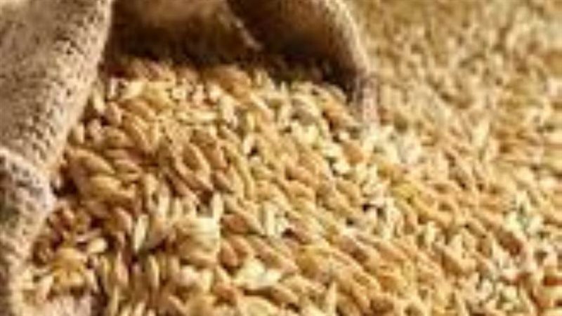 الأرز الشعير