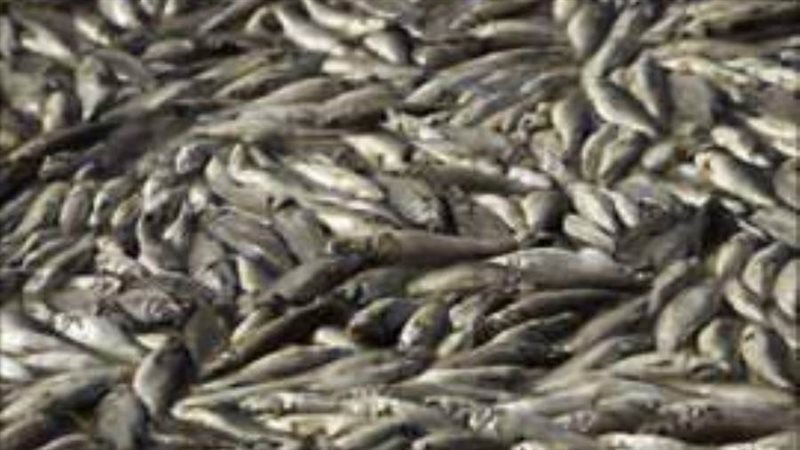 أسماك نافقة