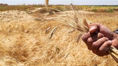 محافظة الاقصر تكثف عقد الندوات لتوعية المزارعين وحثهم علي التوسع في زراعة القمح