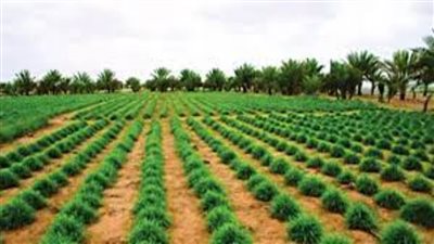 الخبراء يحددون خارطة طريق تعظيم الإنتاج الزراعي والاكتفاء الذاتي من السلع الاستراتيجية