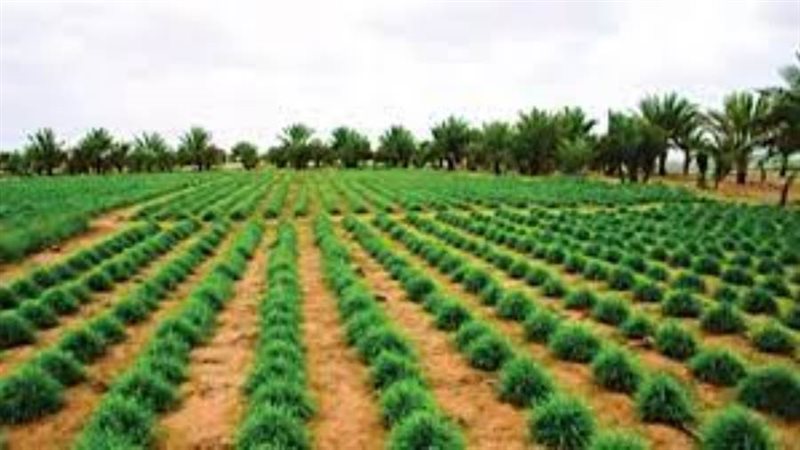 الناتج الزراعي