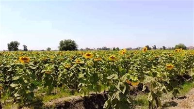 انطلاق موسم حصاد عباد الشمس بالشرقية