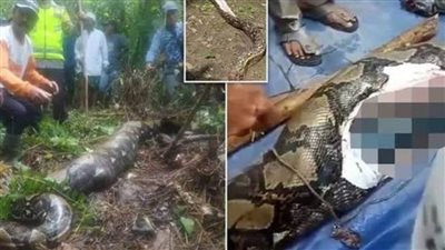 ثعبان عملاق يبتلع الجهراء البالغة من العمر ٥٤ عامًا