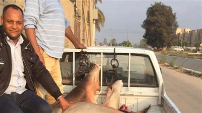 بيطري المنيا يضبط 311 كجم من اللحوم مذبوحة خارج المجازر خلال حملات رقابية