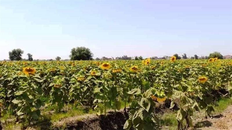 حصاد عباد الشمس