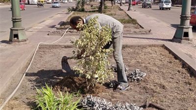 محافظ الإسكندرية: زراعة 3879 شجرة بالأحياء خلال أسبوعين