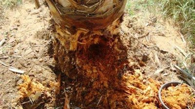بحوث الصحراء وقطاع الزراعة تواصل حربها ضد سوسة النخيل الحمراء بالوادي الجديد