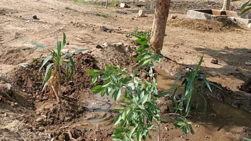 زراعة الأشجار المثمرة