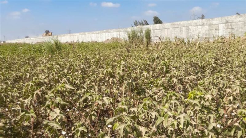 القطن المصري