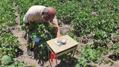 تشغيل معصرة الزيتون التابعة للإرشاد الزراعي بقرية التقدم بالقنطرة شرق