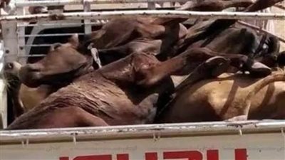 حقيقة العثور على سيارة محملة بحيوانات نافقة بالمنوفية