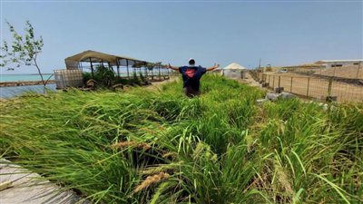 زراعة الأرز في الصحراء... سعودي يبتكر تجربة فريدة لمواجهة أزمة الغذاء