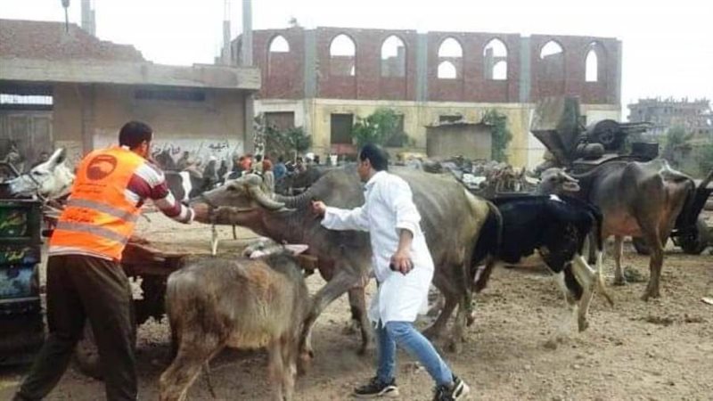 جانب من القافلة البيطرية