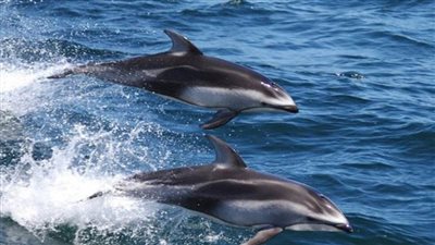 تفاصيل مذبحة الدلافين في البحر الأسود