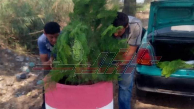 زراعة الأشجار