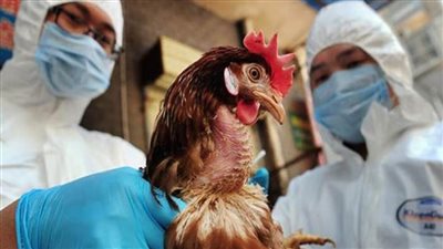 كوريا الجنوبية تسجل حالة إصابة أخرى بإنفلونزا الطيور