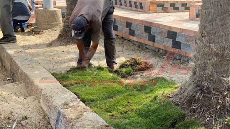 زراعة النجيل