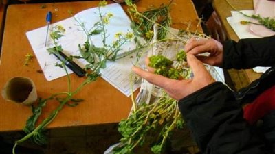 علاج الأمراض بالأطعمة والاعشاب جديد 