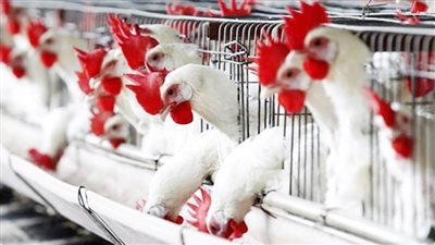 رفع مستوى خطر إصابة الدواجن بإنفلونزا الطيور في عموم فرنسا