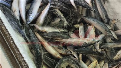 ضبط طن أسماك ولحوم مجمدة مجهولة المصدر بكفر الشيخ