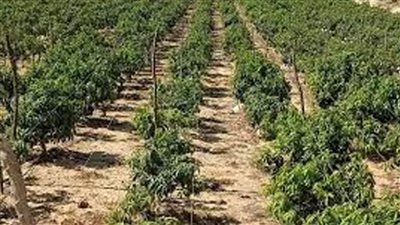 معاون وزير الزراعة التغيرات المناخية تؤثر بشكل كبير على الأمن الغذائي