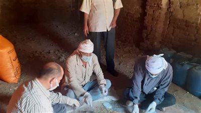 الانتهاء من تنفيذ حملة القوارض على مساحة 273 ألف فدان بزراعة بالبحيرة