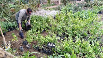 استكمال أعمال جهاز التطوير والتجميل بالتعاون مع حي أول 