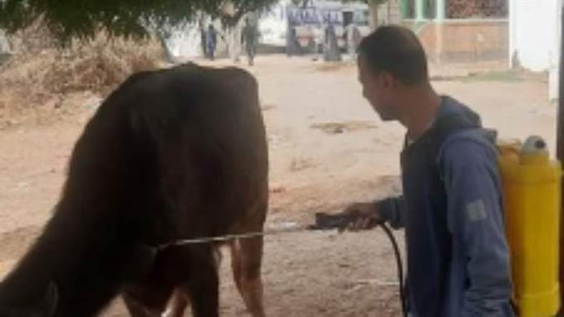 تحصين المواشى بالبحيرة