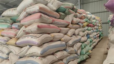 مزارعو البحيرة يوردون 56 ألف طن أرز شعير للشون