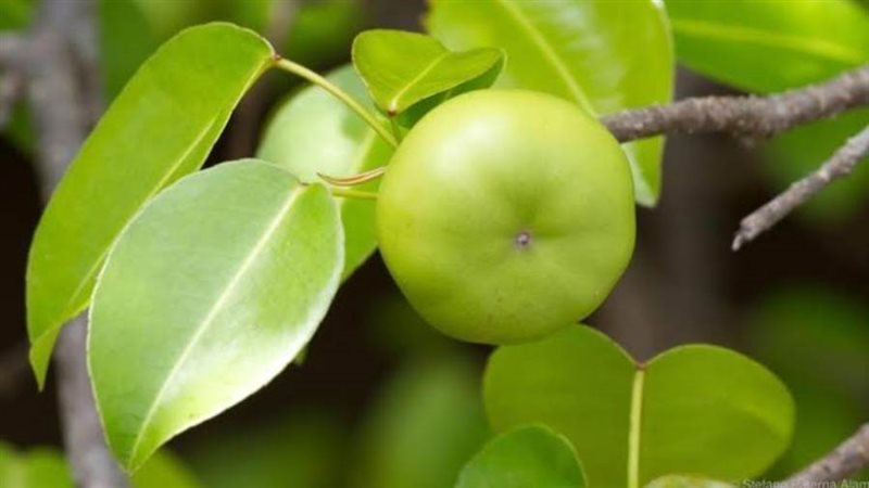 شجرة المنشينيل السامة