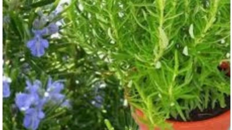 زراعة النباتات العطرية