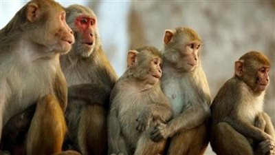 محققون أمريكيون يتهمون 8 أشخاص بإدارة شبكة دولية لتهريب القرود
